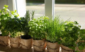 Vos plantes aromatiques à l’intérieur : comment les semer et les cultiver ?
