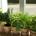 Vos plantes aromatiques à l’intérieur : comment les semer et les cultiver ?