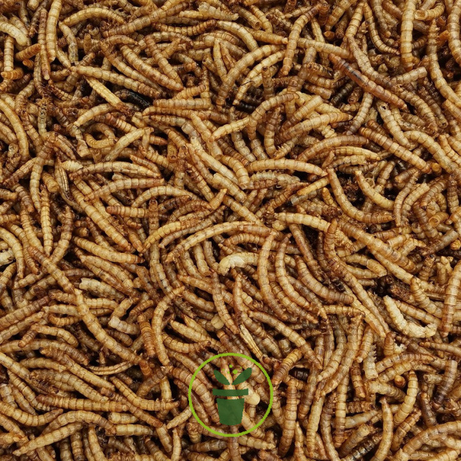 Vers de farine séchés pour reptiles et autres insectivores.