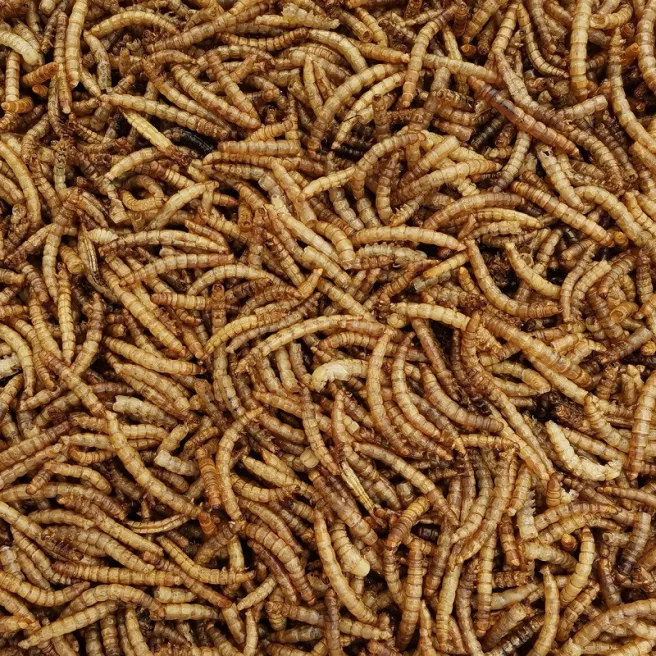 Vers de farine séchés pour oiseaux