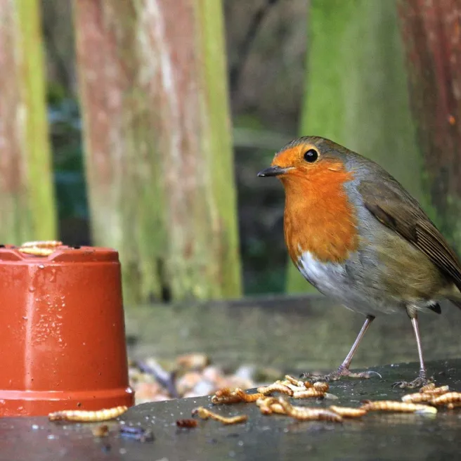 Vers de farine séchés pour oiseaux