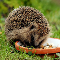 Nourriture pour hérissons 600 grammes