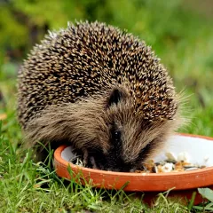 Nourriture pour hérissons 600 grammes