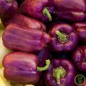 Poivron Purple Bell 25 graines