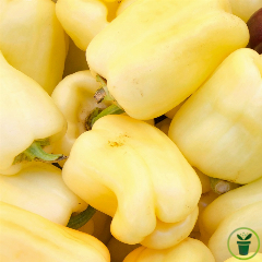 Poivron Bell 25 graines