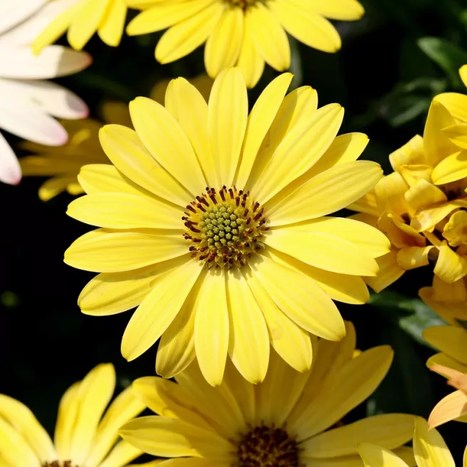 Dimorphoteca Apollo varié 200 graines