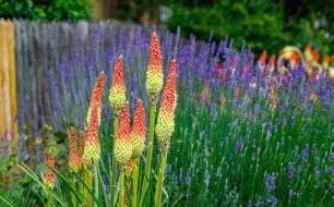 5 plantes vivaces à fleurs pour terrain sec