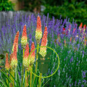 5 plantes vivaces à fleurs pour terrain sec