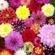 Dahlia Hybride d'Unwin varié 100 graines 