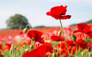 Pavots et coquelicots : de nombreuses variétés à semer au jardin