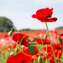 Pavots et coquelicots : de nombreuses variétés à semer au jardin