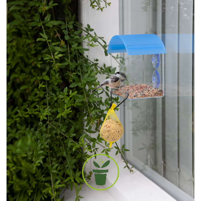 Mangeoire de fenêtre transparent pour oiseaux du jardin