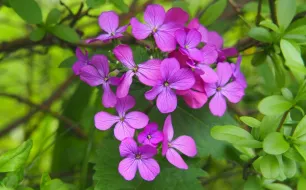 Monnaie du pape ou lunaire, une plante bisannuelle bien connue des enfants