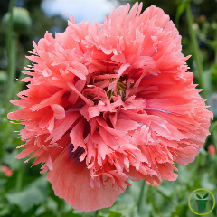 Pavot à fleur de pivoine 600 graines