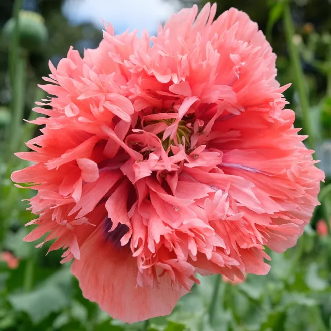 Pavot à fleur de pivoine 600 graines