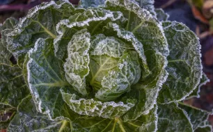 Au jardin en janvier : quels semis, travaux d’entretien et récolte ?
