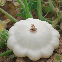 Pâtisson blanc Custard White 15 graines