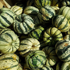 Patidou Sweet Dumpling 10 graines