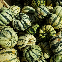 Patidou Sweet Dumpling 10 graines