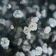 Gypsophile Paniculata Snow Flake double blanc 300 graines