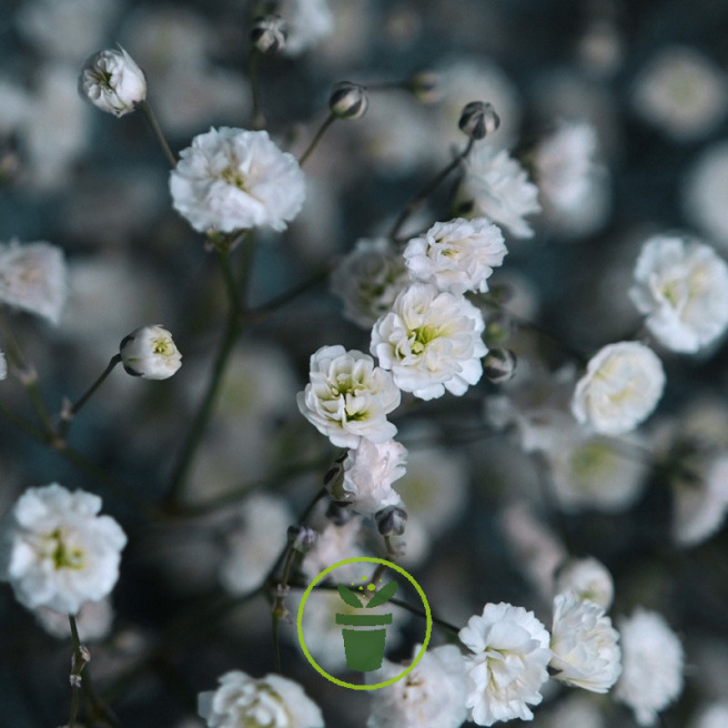 Gypsophile Paniculata Snow Flake double blanc 300 graines Gypsophile Paniculata Snow Flake double blanc 300 graines