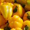Poivron Yellow California Wonder BIO 0,25 gramme