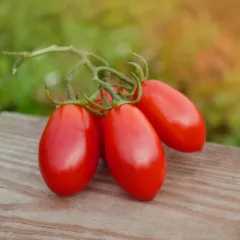 Tomate Scatolone 60 graines