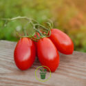 Tomate Scatolone 60 graines