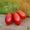 Tomate Scatolone 60 graines