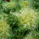 Chicorée frisée Grosse Pancalière BIO