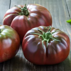 Tomate Noire Russe 25 graines