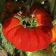 Tomate Brandywine 25 graines