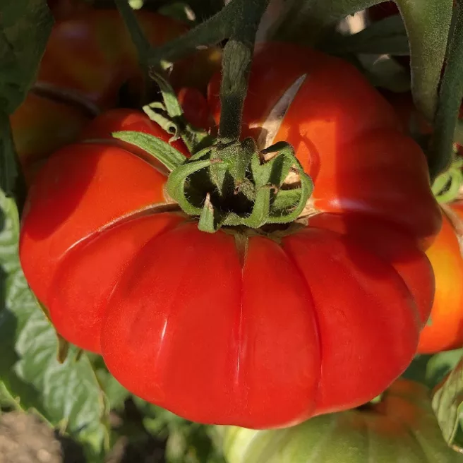 Tomate Brandywine 25 graines