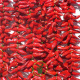 Piment d’Espelette Gorria 20 graines