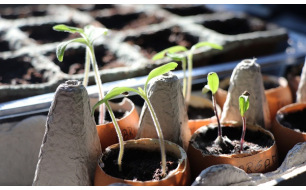 Votre jardin en février : quels semis et tâches d’entretien ?