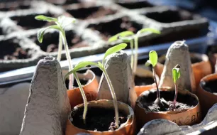 Votre jardin en février : quels semis et tâches d’entretien ?