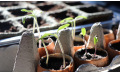 Votre jardin en février : quels semis et tâches d’entretien ?