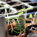 Votre jardin en février : quels semis et tâches d’entretien ?