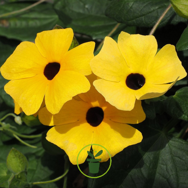 Suzanne aux yeux noirs - Thunbergia alata Suzanne aux yeux noirs - Thunbergia alata