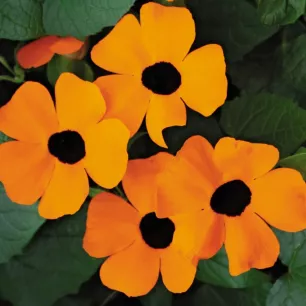 Suzanne aux yeux noirs - Thunbergia alata