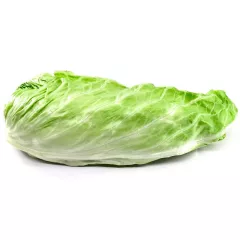 Chicorée Pain de Sucre 2 grammes