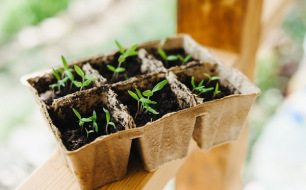 Les semis de début de saison à l’intérieur : nos conseils pratiques Les semis de début de saison à l’intérieur : nos conseils pratiques