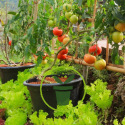 Avoir son potager pour faire face à l’inflation