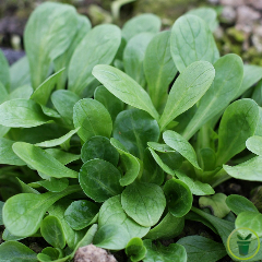 Mâche à Grosse Graines 10 grammes