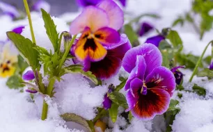 Jardiner en mars : entre enthousiasme et prudence