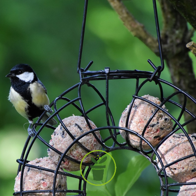 Boule de graisse sans filet pour oiseaux