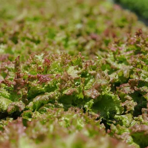 Laitue à couper Frisée d’Amérique 2 grammes