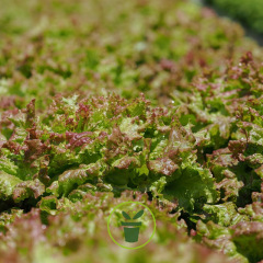 Laitue à couper Frisée d’Amérique 2 grammes