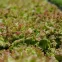 Laitue à couper Frisée d’Amérique 2 grammes