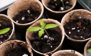 Perlite et vermiculite en jardinage